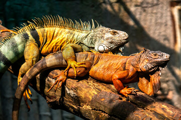 Lizard families together is looking to the future so cute in a public park