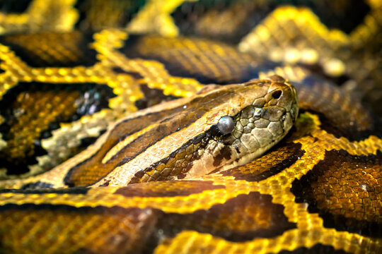 The Burmese python curled up to sleep in the zoo. This is a large snake with an average length of 6 meters living in the jungle, feeding on reptiles and mammals