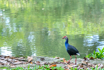 Western swamphen bird standing looking for food on the riverbank in a public park. This is a large bird of the family of waterfowl that lives in swamps