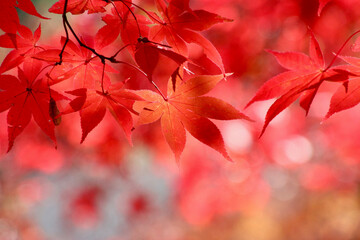 日本の秋のイメージ・紅葉