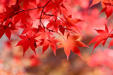 日本の秋のイメージ・紅葉