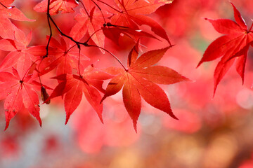 日本の秋のイメージ・紅葉