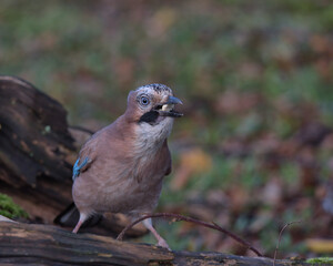 Eurasian jay looking for food on the woodland floor.