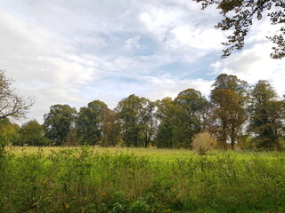 Tree alley in East Town Park in Haverhill, Suffolk