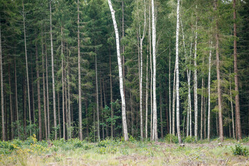Obraz premium birch tree grove in summer green forest