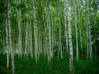 berkenboomgaard in de zomer groen bos