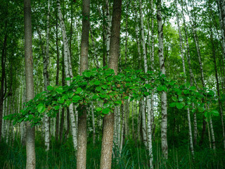 Obraz premium birch tree grove in summer green forest
