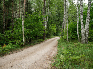 Fototapeta na wymiar birch tree grove in summer green forest