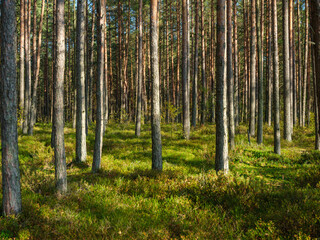 abstract tree trunk texture wall in natural forest