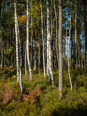 Fototapeta premium abstract tree trunk texture wall in natural forest