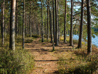abstract tree trunk texture wall in natural forest