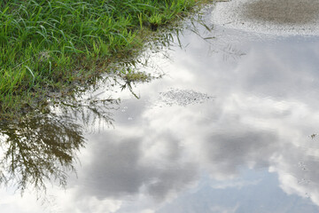 水溜りに映る雲