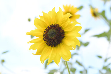 黄色の花　ヒマワリ