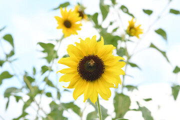 Fototapeta premium ヒマワリとミツバチ