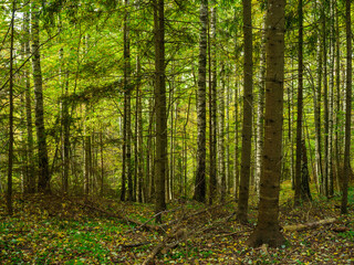 Fototapeta premium abstract tree trunk texture wall in natural forest