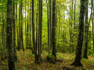 Naklejka premium abstract tree trunk texture wall in natural forest