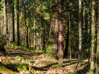 Obraz premium abstract tree trunk texture wall in natural forest