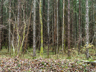 abstract tree trunk texture wall in natural forest