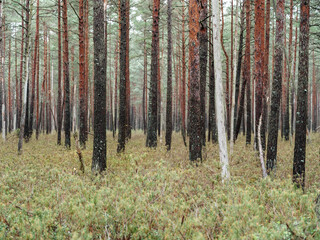 abstract tree trunk texture wall in natural forest