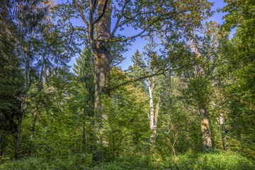 Szlak Dębów Królewskich i Książąt Litewskich w Białowieskim Parku Narodowym na wschodzie Polski	
