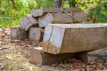 Illegal hardwood in northern Cambodia