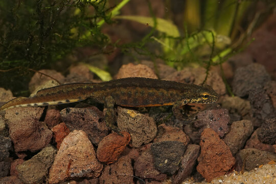 Closeup on a male Carpathian newt, Lissotriton montandoni