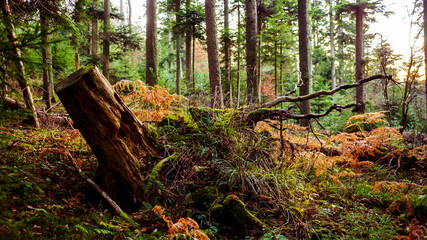 The uprooted tree in the forest