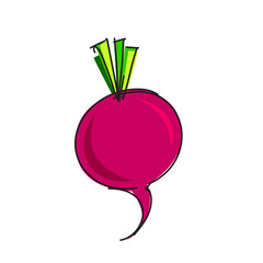 beet root raddish  vector illsutartion clipart 