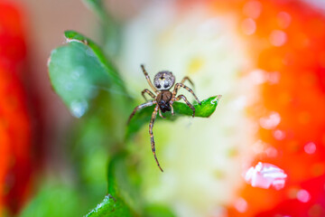 Strawberry spider, macro photography, tiny creature
