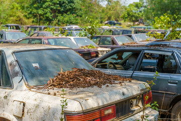 Cars used for illegal logging in Cambodia