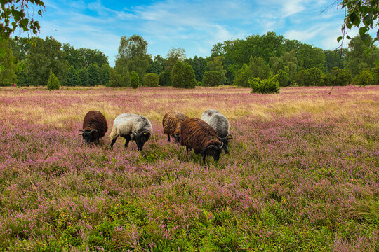 Heidschnucken in der L&uuml;neburger Heide bei Undeloh