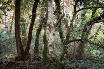Respryn wood in autumn fall Cornwall England uk 