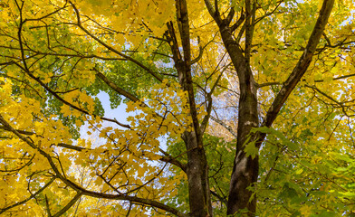 Fall Yellow and Green Foliage