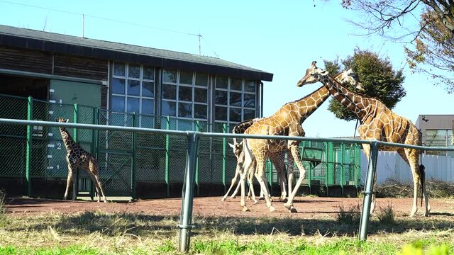 ゆっくり歩くキリンの家族