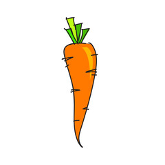 Carrot vector illustration clipart 