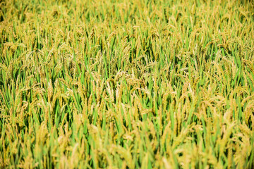 During the harvest season in autumn, golden paddy fields and rice grow and mature in the fields