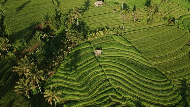 Wave like pattern in rice terrace field of Unesco Site Jatiluwih, Bali, Aerial