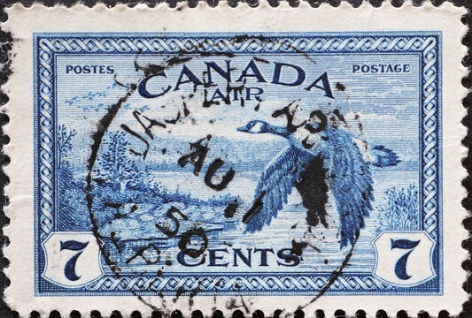 CANADA - CIRCA 1947: A postage stamp from Canada showing a Canada Goose (Branta canadensis) in flight
