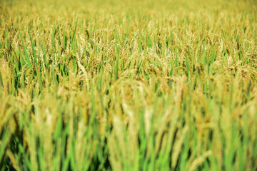 During the harvest season in autumn, golden paddy fields and rice grow and mature in the fields