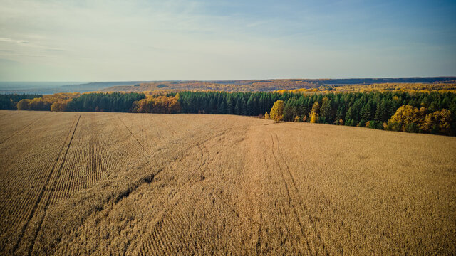 aerial photography of cornfields in Russia