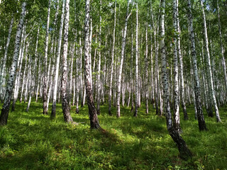 Beautiful summer birch grove with green grass.