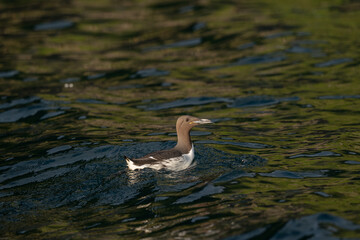 common guillemot (Uria aalge)