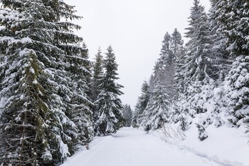 Harsh winter landscape beautiful snowy fir trees