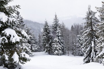 Fototapeta na wymiar Harsh winter landscape beautiful snowy fir trees
