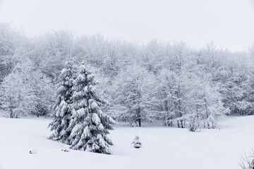 Harsh winter landscape beautiful snowy fir trees