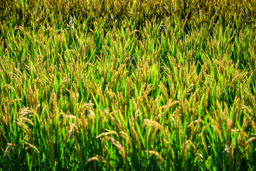 During the harvest season in autumn, golden paddy fields and rice grow and mature in the fields