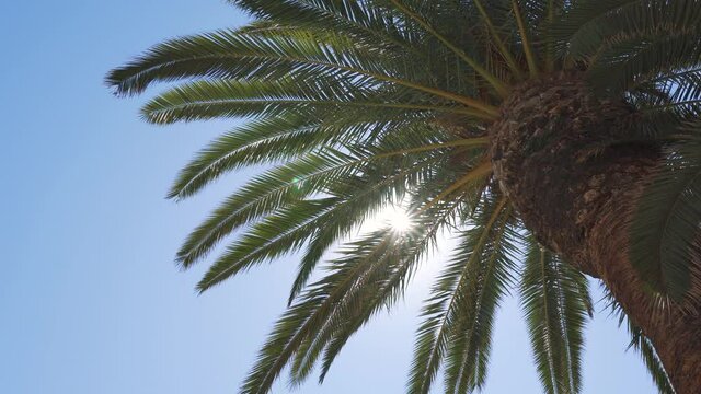 Branches of palm trees against a background of blue sky and sun. High quality 4k footage