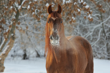 Beautiful racing horse in winter snow park