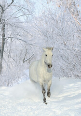 Fototapeta na wymiar Beautiful white horse galloping in winter woods