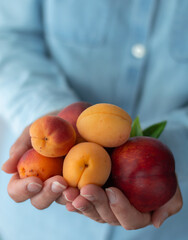 Ripe apricots and a large peach with leaves in the hands of a woman on a light background. Photo with bokeh effect.